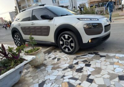 c4 cactus